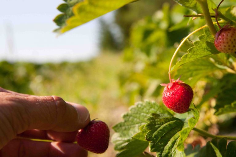 henkilö poimii mansikoita.